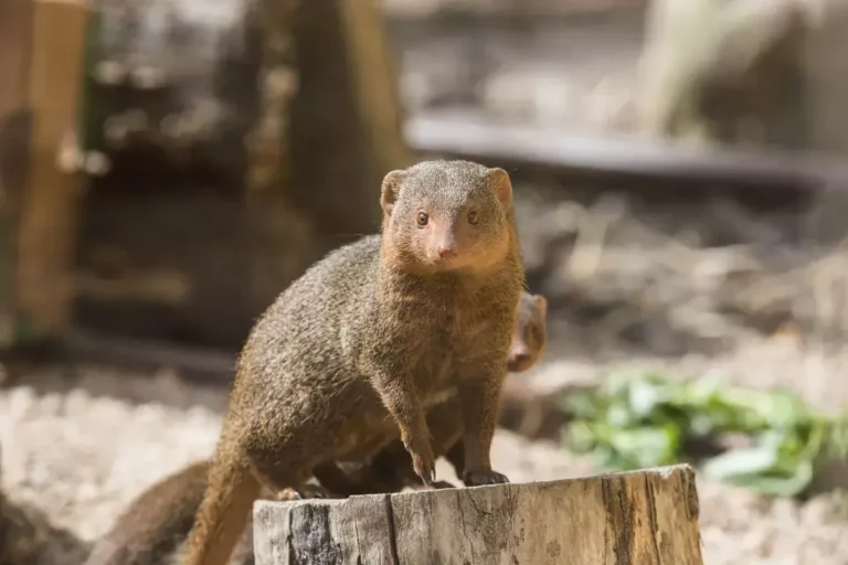 Mongoose