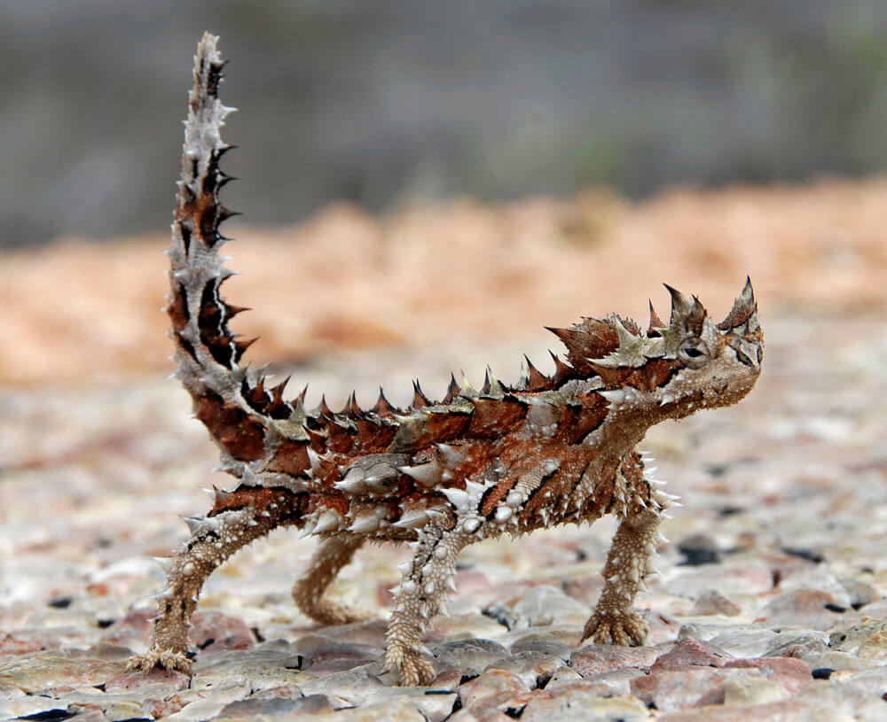 Thorny Devil Characteristics