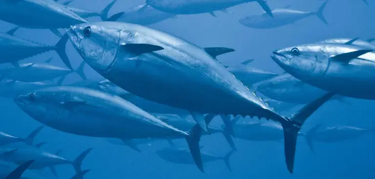 Tuna Behavior
