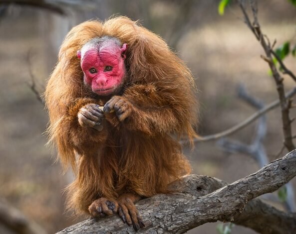 Uakari