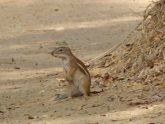 Xerus erythropus