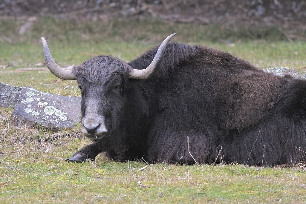 Yak (Bos grunniens)