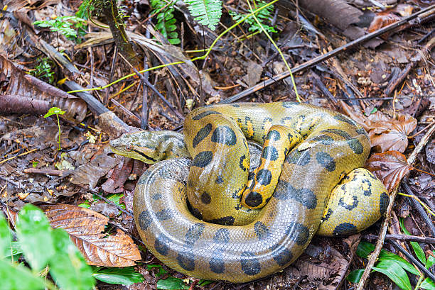 Yellow Anaconda (Eunectes notaeus)