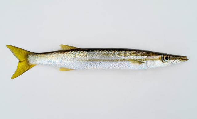 Yellowtail Barracuda (Sphyraena flavicauda)