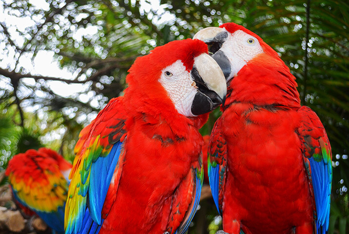 Scarlet Macaw Characteristics