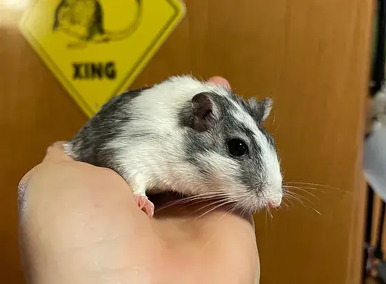 Gerbil Names