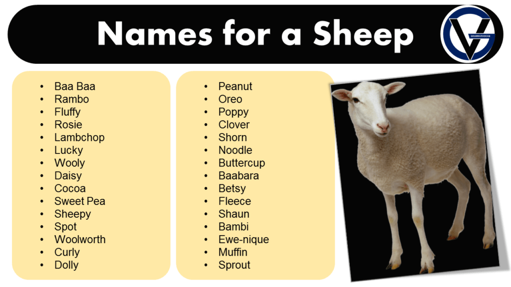 Popular Sheep Names for 2024