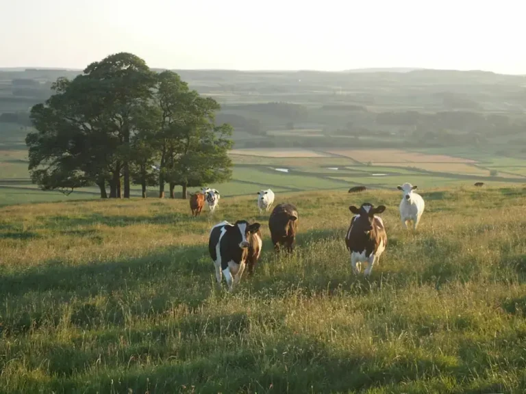 Cow Names