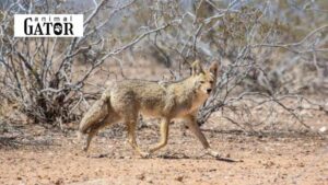 Coyote Names