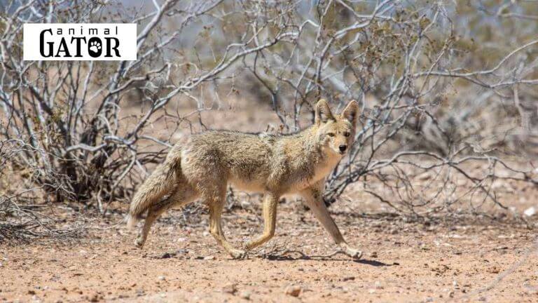 Coyote Names