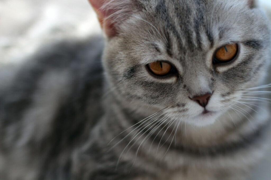 What Makes a Grey Tabby Cat Unique?