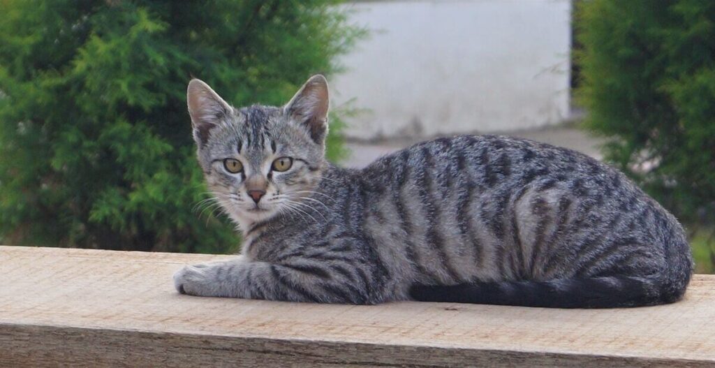 Types of Grey Tabby Coat Patterns