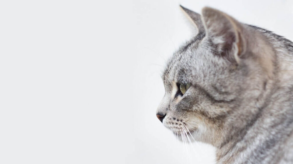 Physical Traits of Grey Tabby Cats