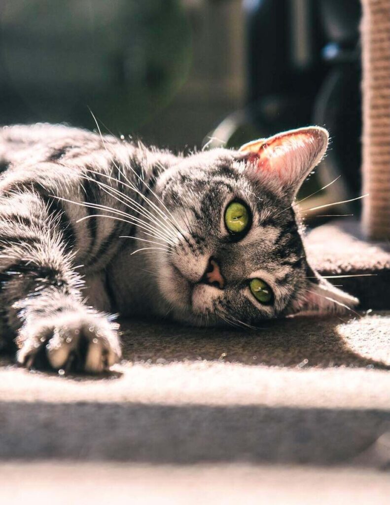 How to Care for a Grey Tabby Cat