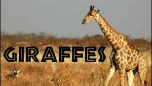 Giraffe Names