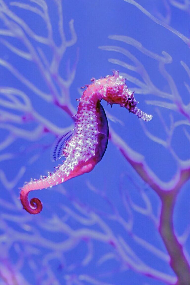Seahorse Names