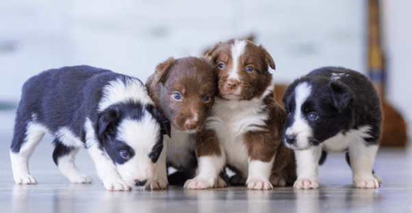 Essential points on dog breeding