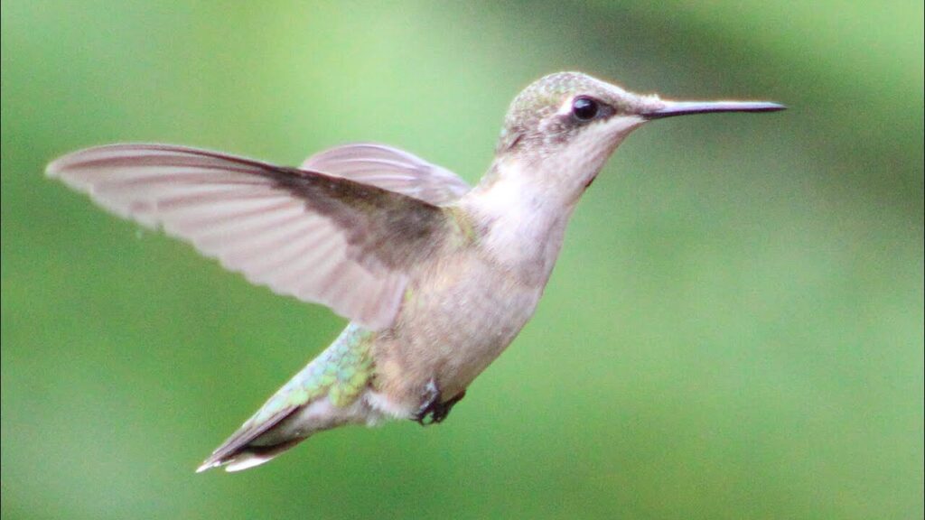Unique Hummingbird Names