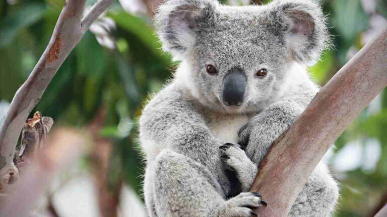 Koala Names