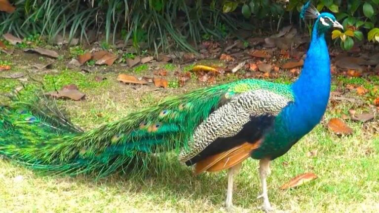 Peacock Names