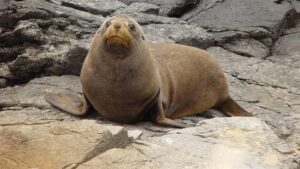 Seal Names