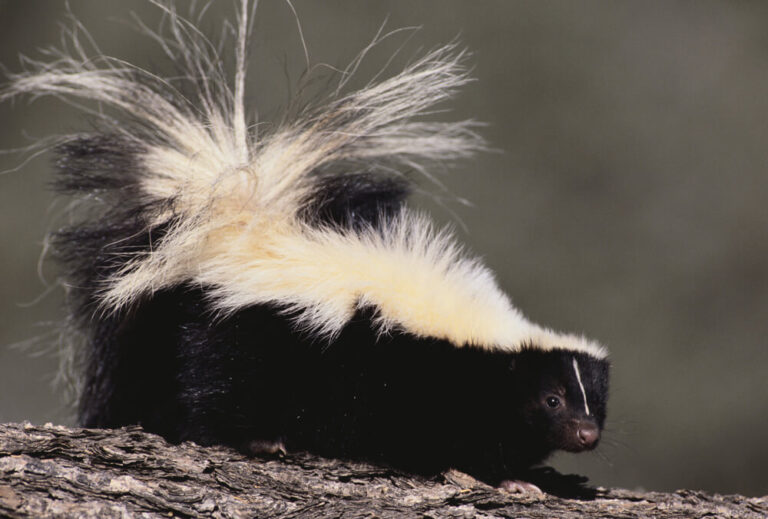 Skunk Names