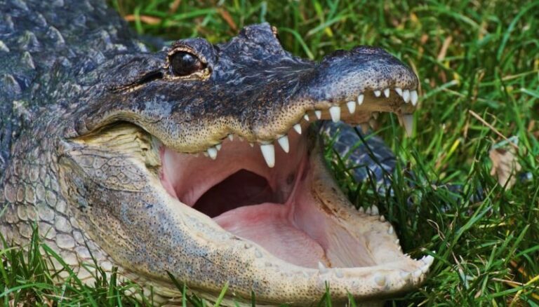 Alligator Names