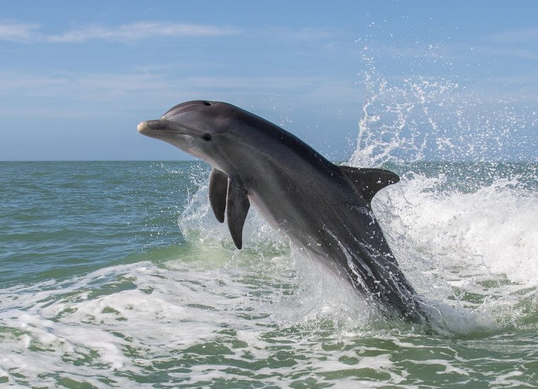 Dolphin Names