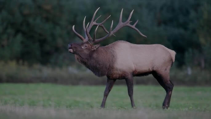 Elk Names