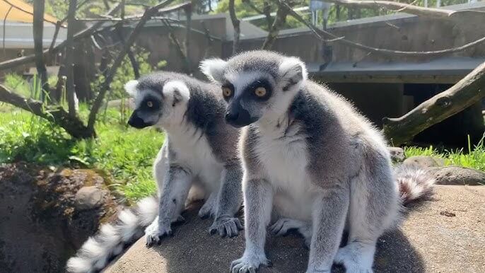 Lemur Names