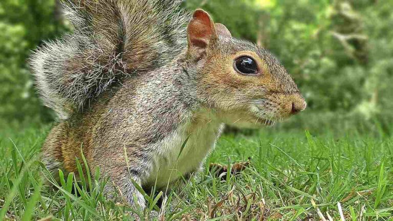 Squirrel Names