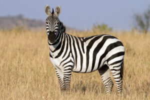 Zebra Names