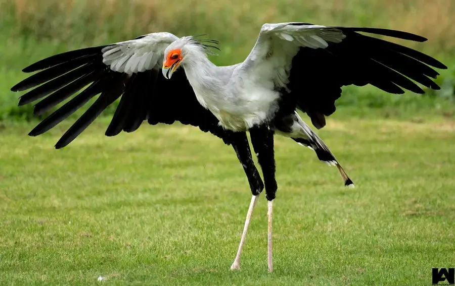 are secretary birds dangerous