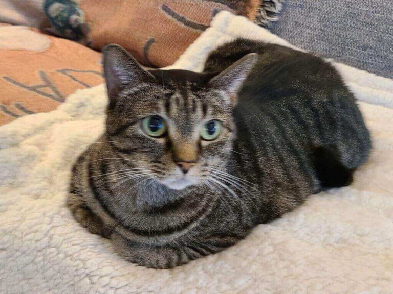grey tabby cat