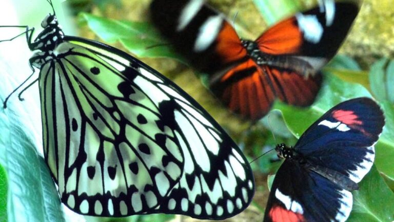 how long do butterflies live