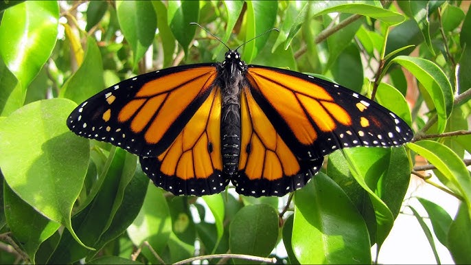 The Four Stages of a Butterfly’s Life