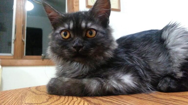 Black Smoke Maine Coon
