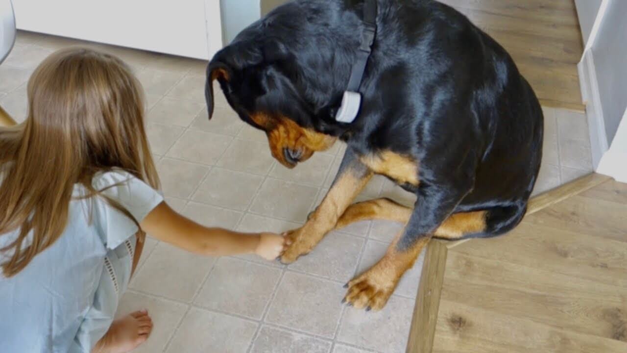 are rottweilers good with kids