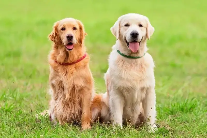 golden retriever pros and cons