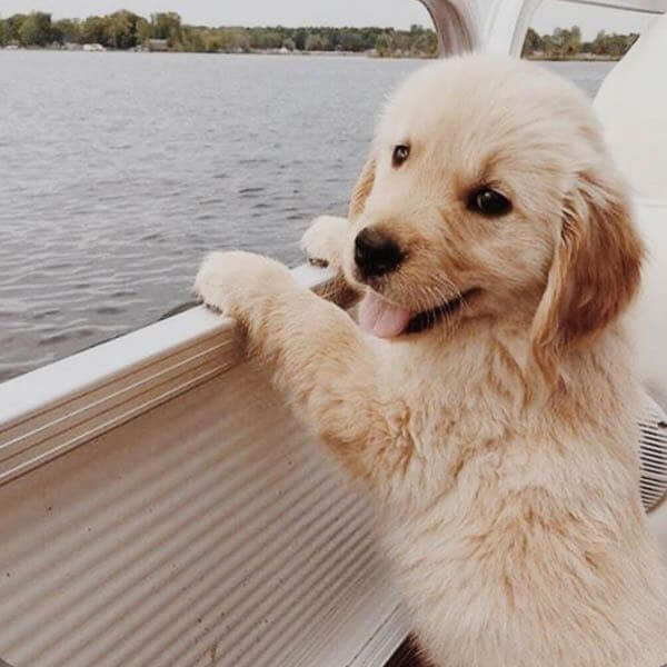 The Cons of Owning a Golden Retriever