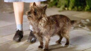 toto of the wizard of oz