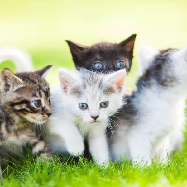 Cat Names Ideas