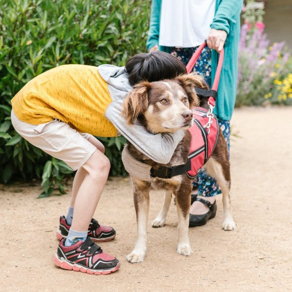 A Child Embracing a Brown Dog